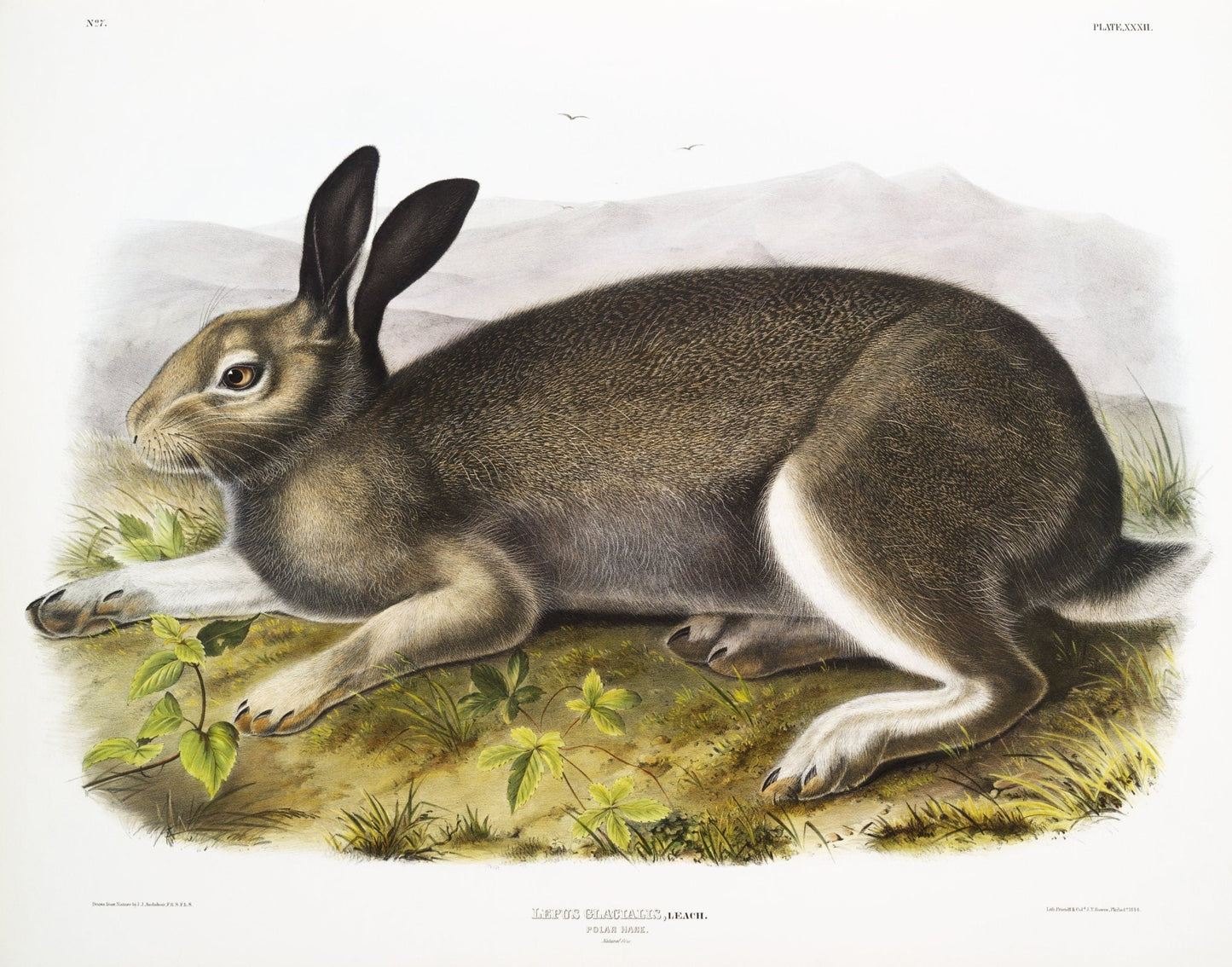 J.J. Audobon, Polar Hare (Lepus glacialis) from the viviparous quadrupeds of North America (1845), on canvas, 50 x 70 cm, 20 x 25" approx. - The Map Chest