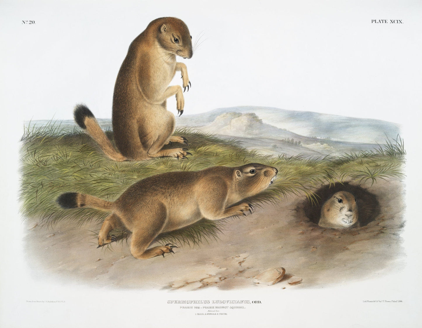 J.J. Audobon, Prairie Dog or Prairie marmot squirrel (Spermophilus ludovicianus) from the viviparous quadrupeds of North America (1845) - The Map Chest