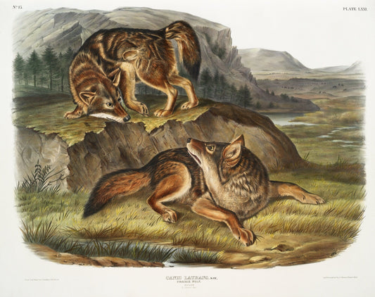 J.J. Audobon, Prairie Wolf (Canis latrans) from the viviparous quadrupeds of North America (1845), on canvas, 50 x 70 cm, 20 x 25" approx. - The Map Chest