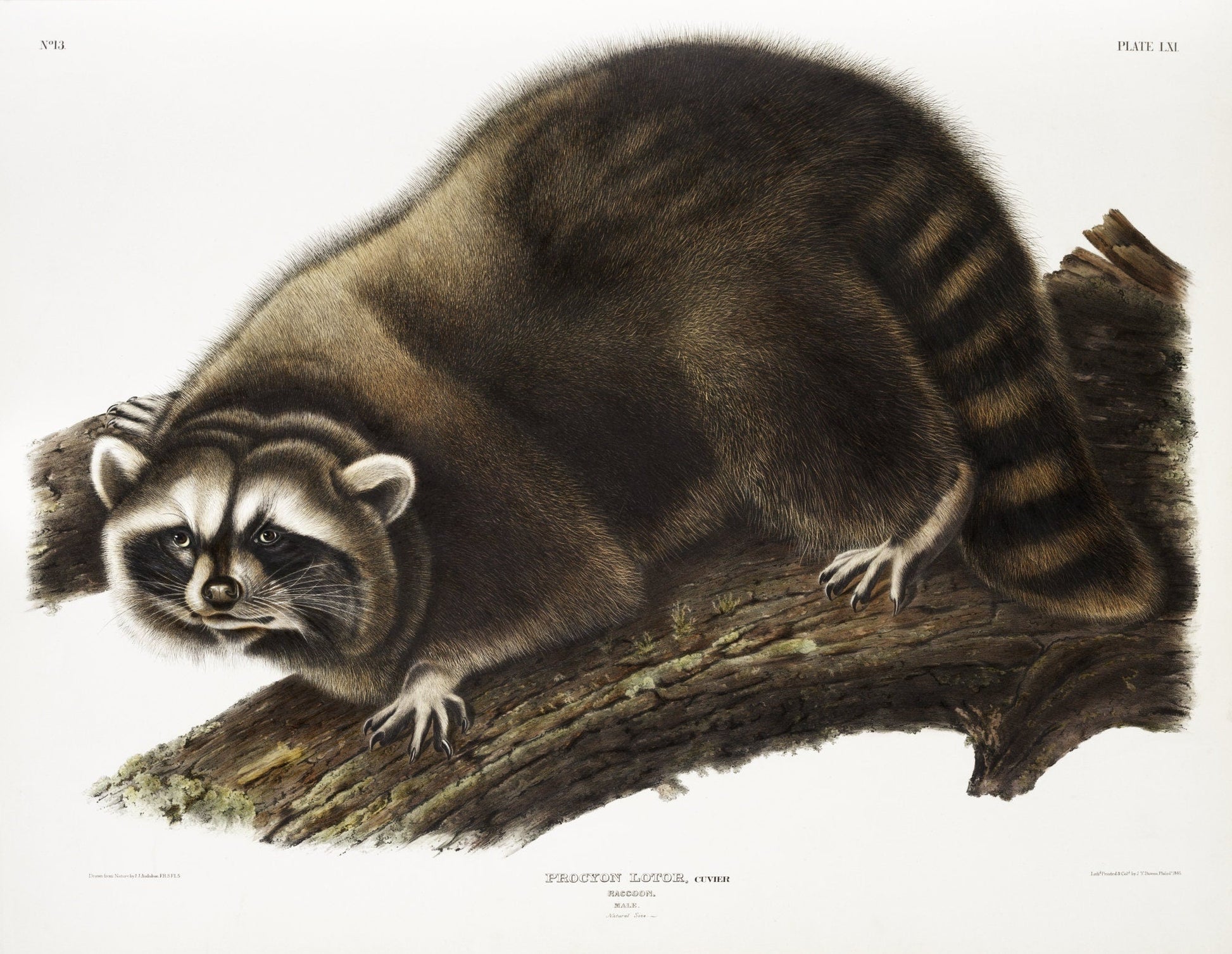 J.J. Audobon, Raccoon (Procyon lotor) from the viviparous quadrupeds of North America (1845) , on canvas, 50 x 70 cm, 20 x 25" approx. - The Map Chest