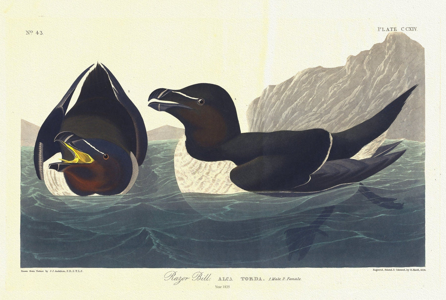 J.J. Audobon, Razor bill. Alca torda. 1. Male. 2. Female. c.1 v.3 plate 214, 1835, vintage print on canvas, 50 x 70 cm, 20 x 25" approx. - The Map Chest