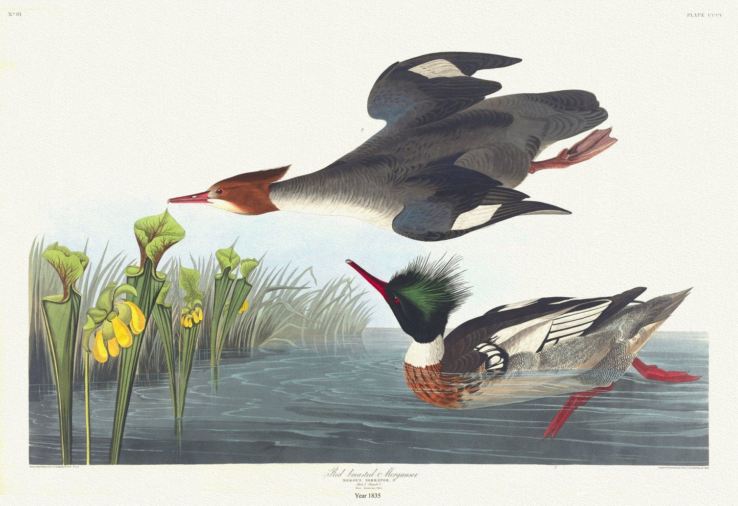 J.J. Audobon, Red - breasted merganser. Mergus serrator, c.1 v.4 plate 401, 1835, print on canvas, 50 x 70 cm, 20 x 25" approx. - The Map Chest