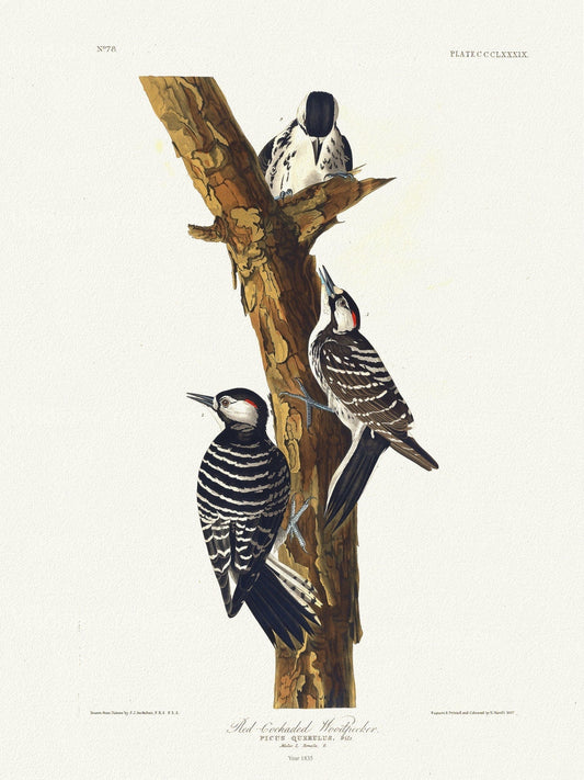 J.J. Audobon, Red - cockaded woodpecker Picus querulus, c.1 v.4 plate 389, 1835, vintage nature print on canvas, 50 x 70 cm, 20 x 25" approx. - The Map Chest