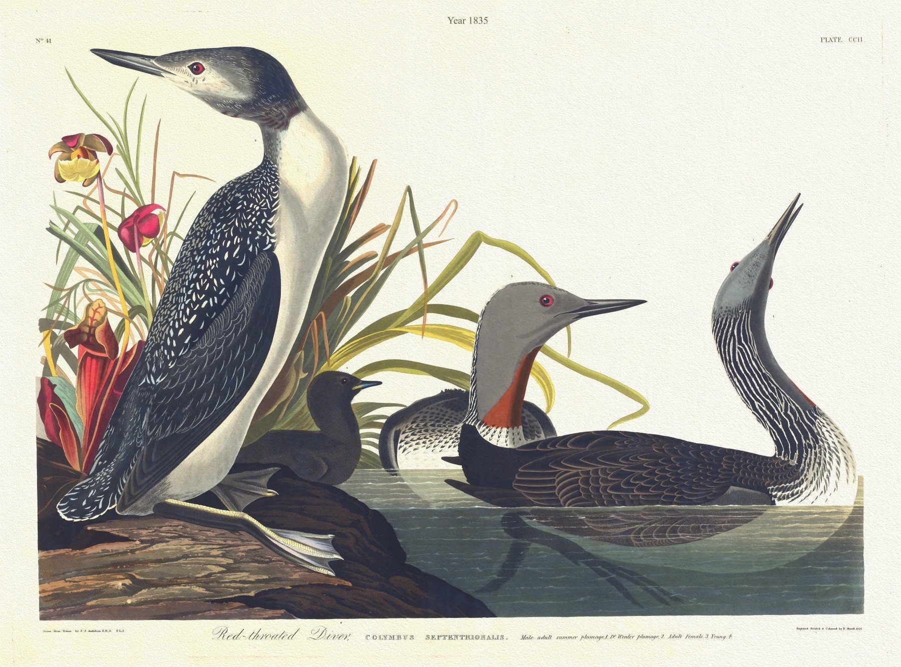 J.J. Audobon, Red - throated diver.Colymbus septentrionalis. 4. c.1 v.3 plate 202, 1835 , print on canvas, 50 x 70 cm, 20 x 25" approx. - The Map Chest