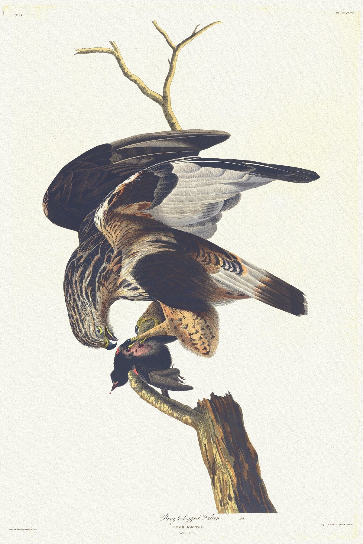 J.J. Audobon, Rough - legged falcon Falco lagopus. Male. c.1 v.2 plate 166, 1835 , print on canvas, 50 x 70 cm, 20 x 25" approx. - The Map Chest