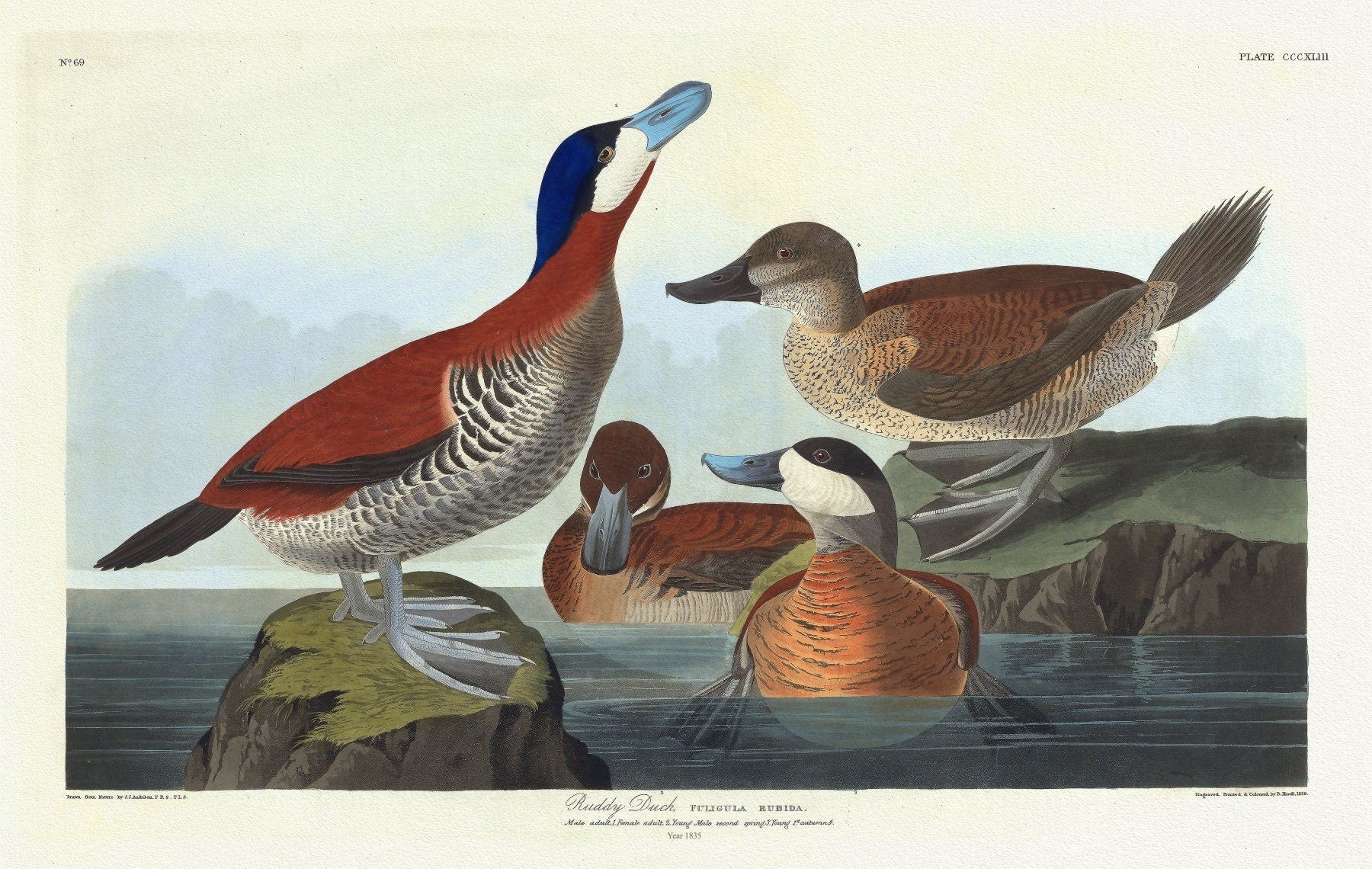 J.J. Audobon, Ruddy duck Fuligula rubida. Male adult ,Female adult, c.1 v.4 plate 343, 1835, print on canvas, 50 x 70 cm, 20 x 25" approx. - The Map Chest
