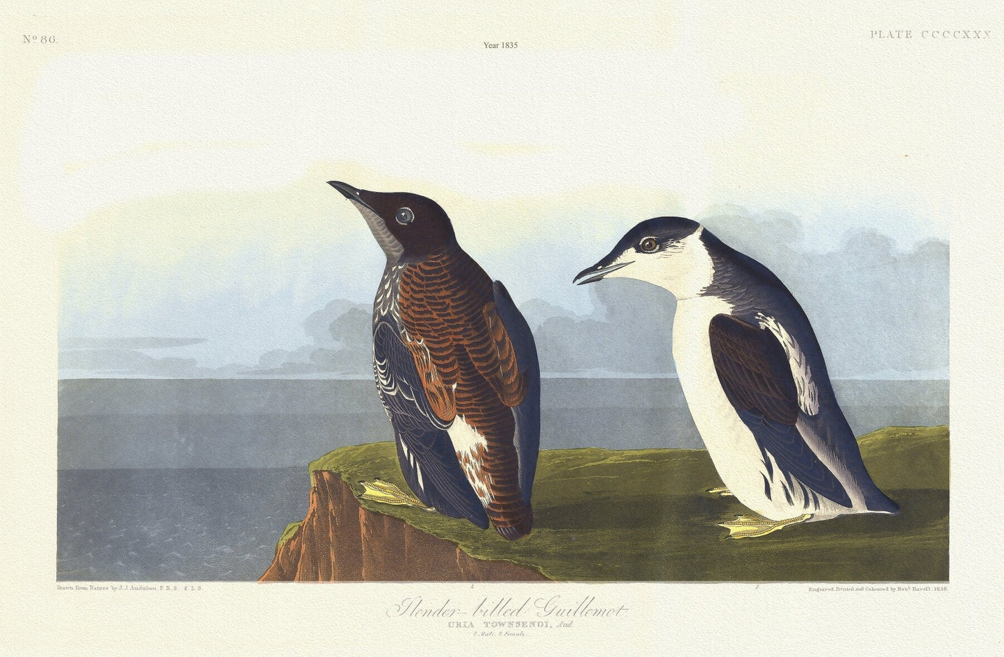J.J. Audobon, Slender - billed guillemot. Uria Townsendi, Aud. . c.1 v.4 plate 430, 1835, print on canvas, 50 x 70 cm, 20 x 25" approx. - The Map Chest