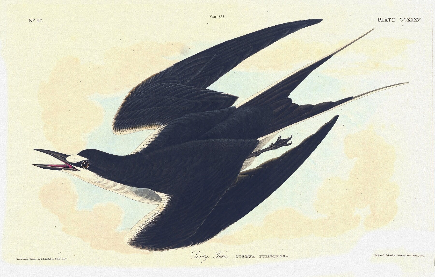 J.J. Audobon, Sooty tern. Sterna fuliginosa. c.1 v.3 plate 235, 1835 , vintage nature print on canvas, 50 x 70 cm, 20 x 25" approx - The Map Chest