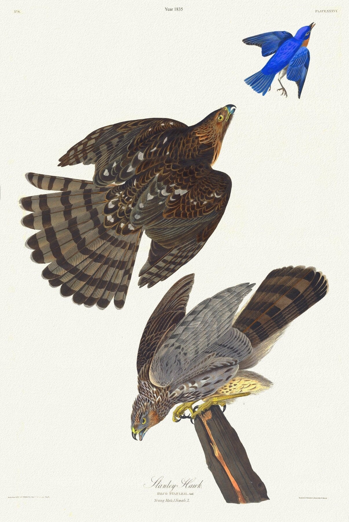 J.J. Audobon, Stanley hawk. Male, 1. F, 2. Astur Stanleii. c.2 v.1 plate 36, 1835, nature print on canvas, 50 x 70 cm, 20 x 25" approx. - The Map Chest