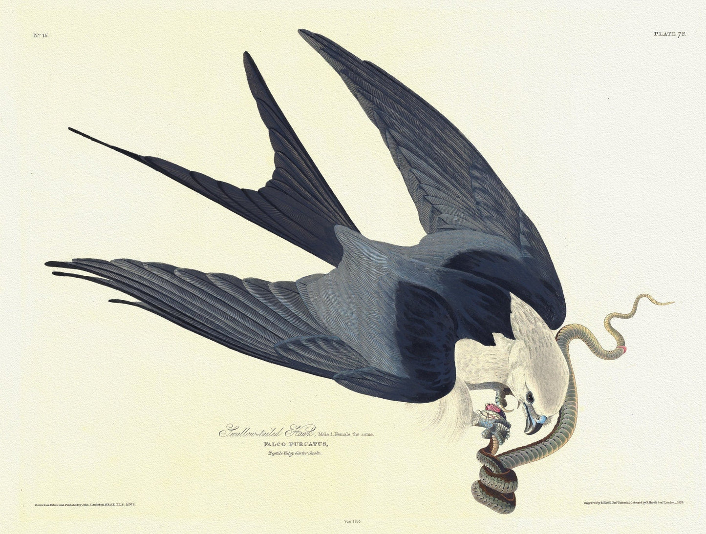J.J. Audobon, Swallow - tailed hawk. Falco furcatus. c.2 v.1 plate 72 n.1, 1835, print on canvas, 50 x 70 cm, 20 x 25" approx. - The Map Chest