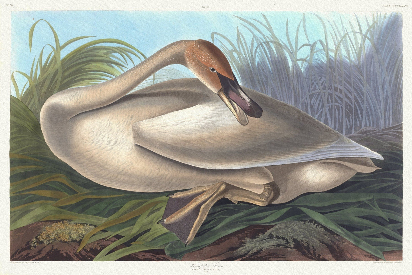 J.J. Audobon, Trumpeter swan. Cygnus buccinator. Young. c.1 v.4 plate 376, 1835 , vintage print on canvas, 50 x 70 cm, 20 x 25" approx. - The Map Chest