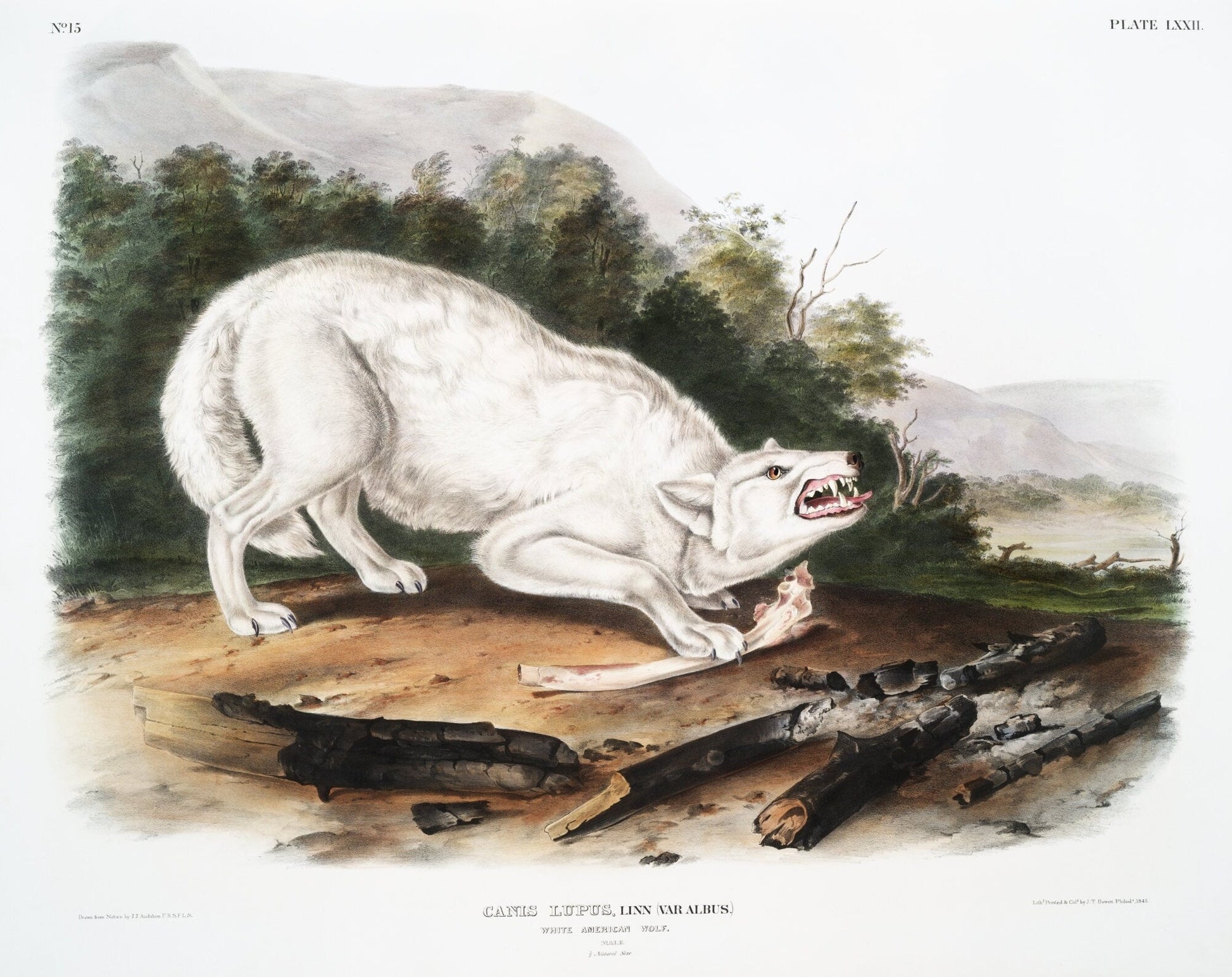 J.J. Audobon, White Wolf (Canis lupus) from the viviparous quadrupeds of North America (1845) ,print, 50 x 70 cm, 20 x 25" approx. - The Map Chest