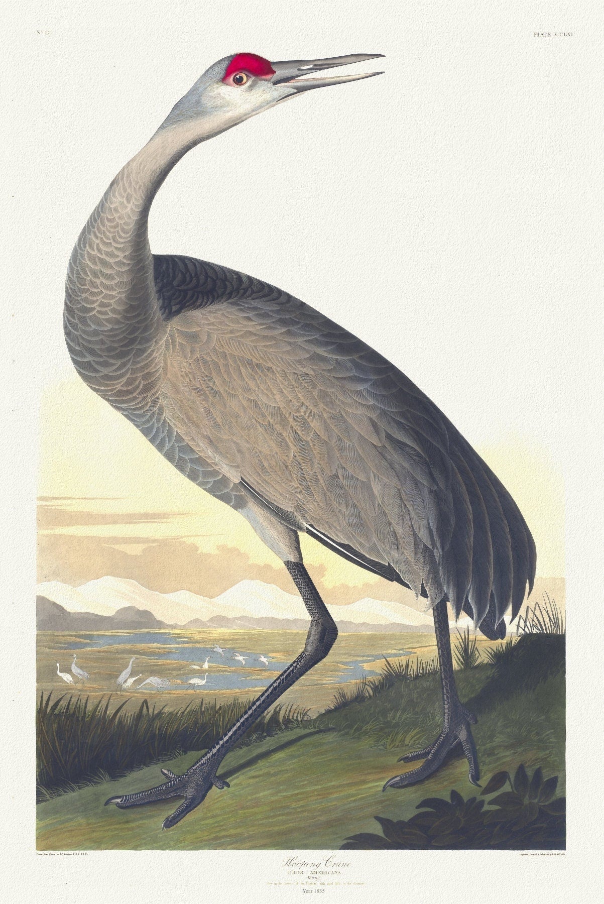J.J. Audobon, Whooping crane. Grus Americana. Young. v.3 plate 261, 1835 , vintage nature print on canvas, 50 x 70 cm, 20 x 25" approx. - The Map Chest