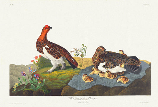 J.J. Audobon, Willow Grouse or large ptarmigan. Tetrao saliceti, 1835, bird print on durable cotton canvas, 19x27inches(50x70cm) - The Map Chest