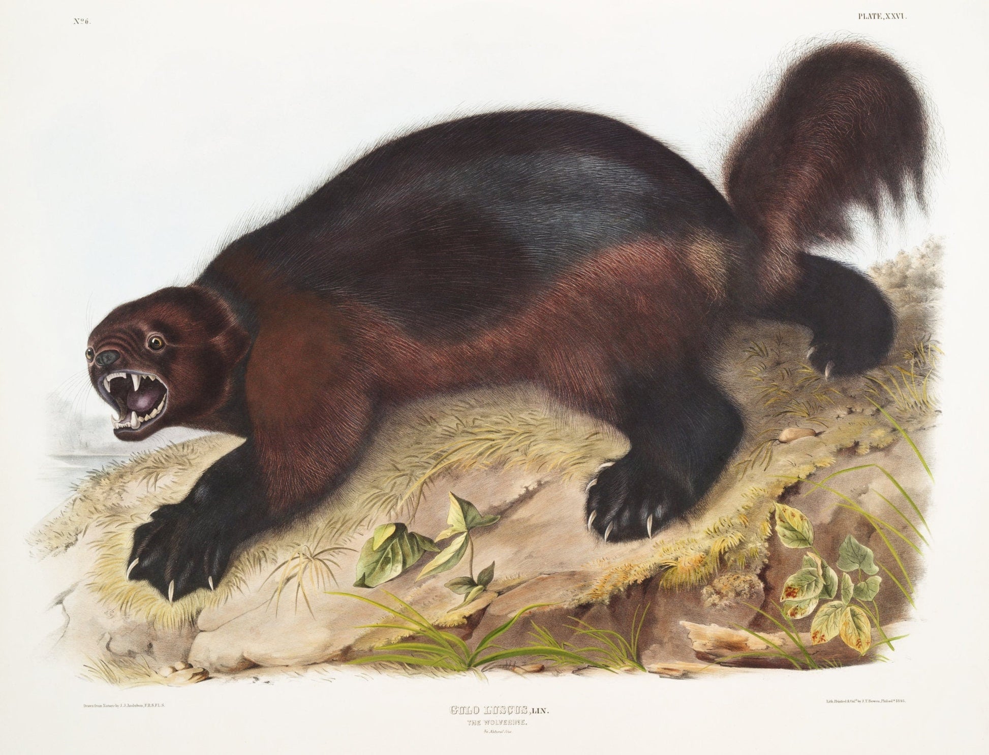 J.J. Audobon, Wolverine (Gulo luscus) from the viviparous quadrupeds of North America (1845) - The Map Chest