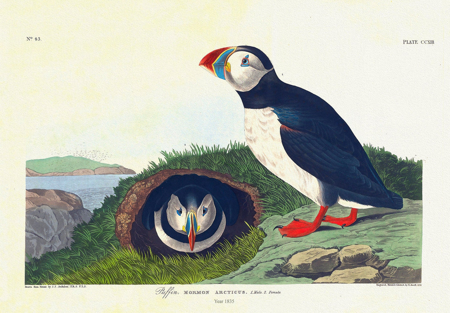 Puffin. Mormon arcticus. plate 213, 1836 Audobon auth. , vintage print on durable cotton canvas, 50 x 70 cm, 20 x 25" approx. - The Map Chest