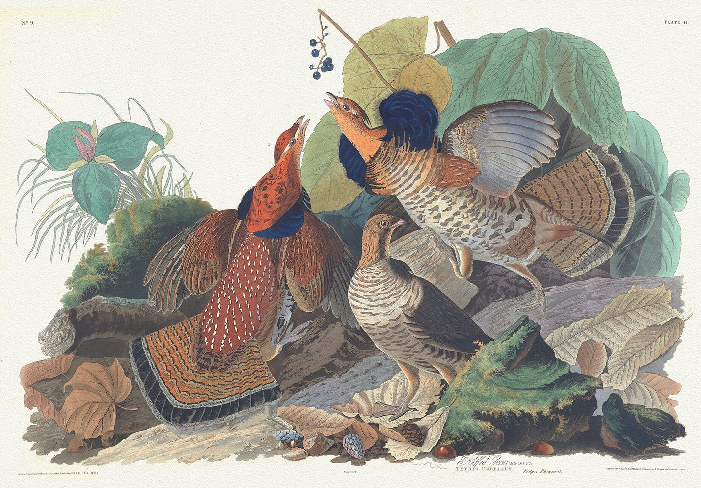 Ruffed grous. Tetrao umbellus. Vulgo pheasant. c.2 v.1 plate 41, 1836 Audobon auth., vintage print on canvas, 50 x 70 cm, 20 x 25" approx. - The Map Chest