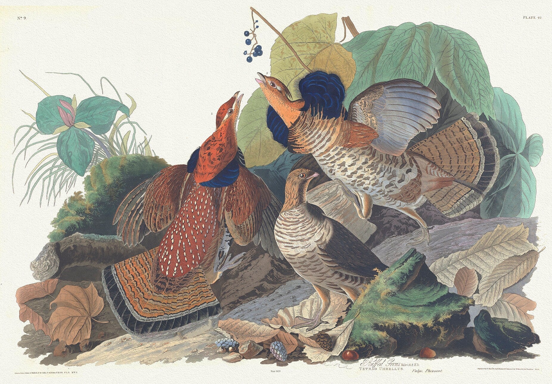 Ruffed grous. Tetrao umbellus. Vulgo pheasant. c.2 v.1 plate 41, 1836 Audobon auth., vintage print on canvas, 50 x 70 cm, 20 x 25" approx. - The Map Chest