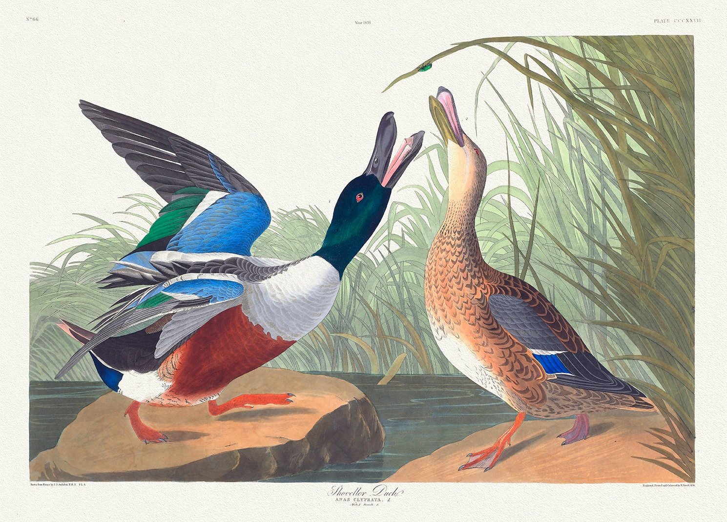 Shoveller duck .Anas clypeata. c.1 v.4 plate 327, 1836 Audobon auth., vintage nature print on canvas, 50 x 70 cm, 20 x 25" approx. - The Map Chest