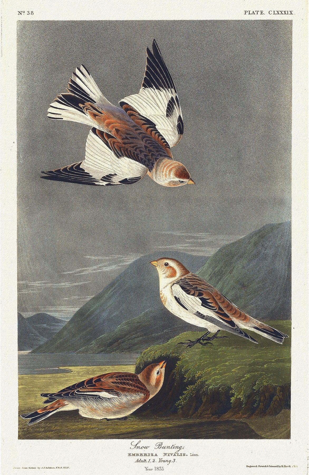 Snow bunting. Emberiza nivalis, Linn.. c.1 v.2 plate 189, vintage nature print on canvas, 50 x 70 cm, 20 x 25" approx. - The Map Chest