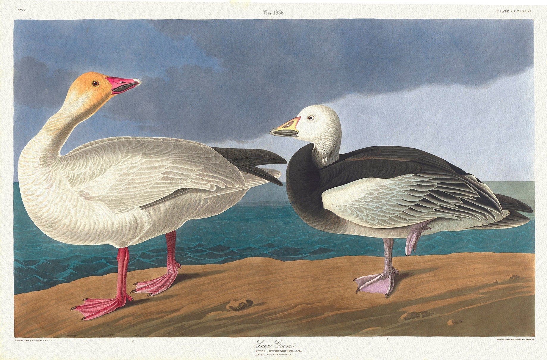 Snow geese. Anser hyperboreus, Pallas. Adult male, 1. Young female, 2. c.1 v.4 plate 38, print on canvas, 50 x 70 cm, 20 x 25" approx. - The Map Chest