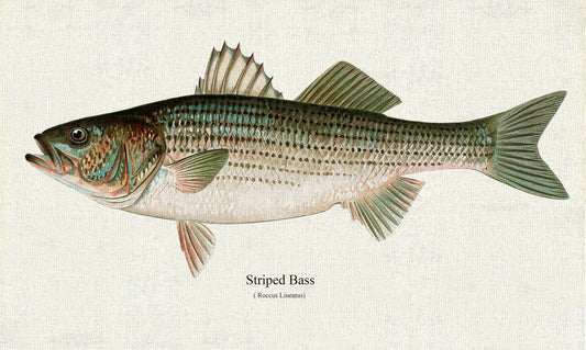 Striped Bass (Roccus Lineatus), 1913, Denton auth., fishing print reprinted on durable cotton canvas, 50 x 70 cm, 20 x 25" approx. - The Map Chest