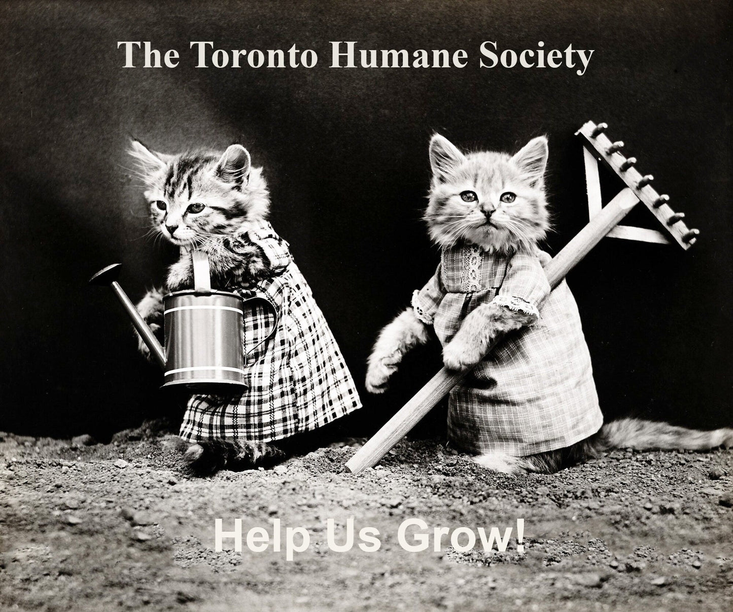 The Toronto Humane Society, Help Us Grow!, Ver. VIII , vintage print on canvas, 50 x 70 cm, 20 x 25" approx. - The Map Chest