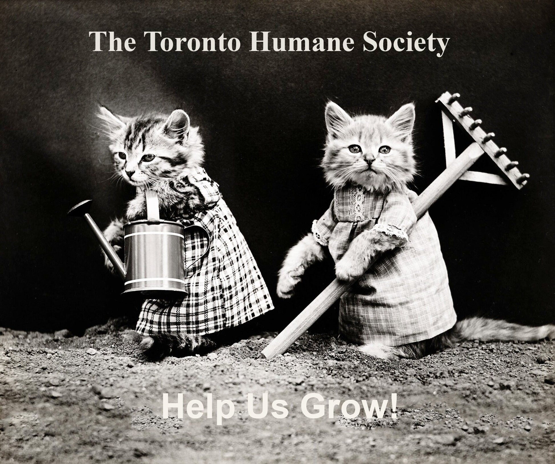 The Toronto Humane Society, Help Us Grow!, Ver. VIII , vintage print on canvas, 50 x 70 cm, 20 x 25" approx. - The Map Chest