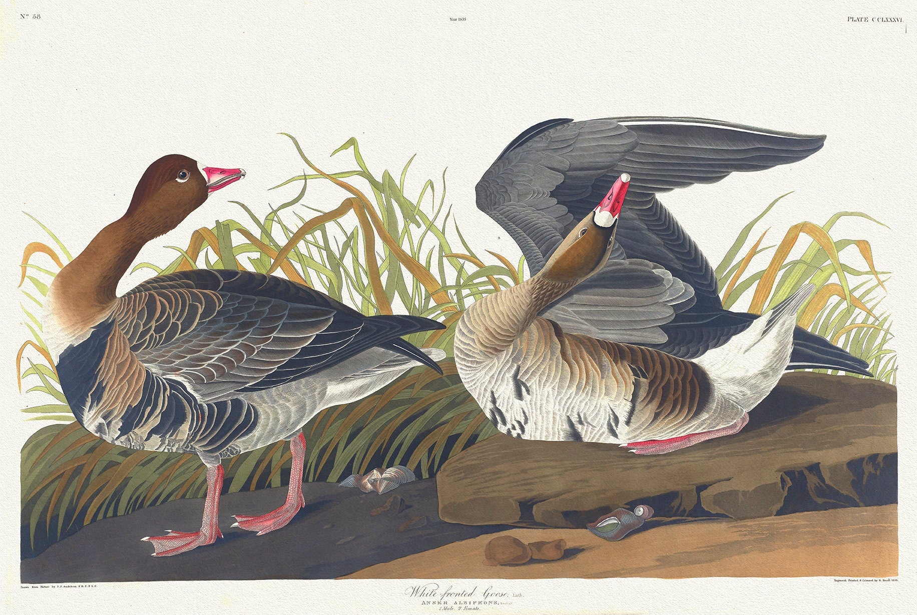 White - fronted goose, Lath. Anser albifrons, Bechst. c.1 v.3 plate 286, vintage nature print on canvas, 50 x 70 cm, 20 x 25" approx. - The Map Chest